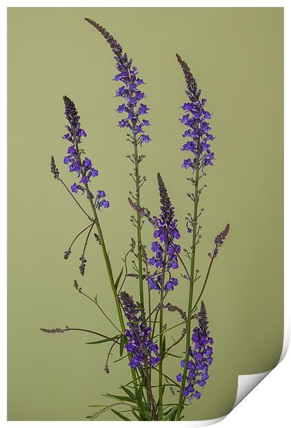 Purple Toadflax Print by Dave Wilkinson North Devon Ph