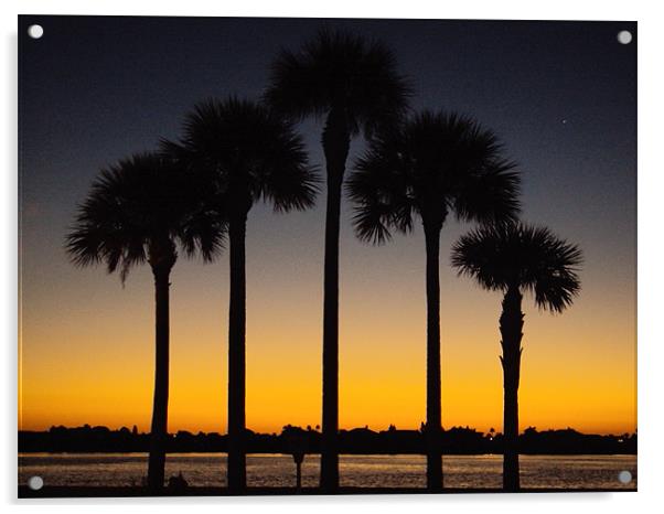 Palm trees at sunrise Acrylic by Marcela Mikowski