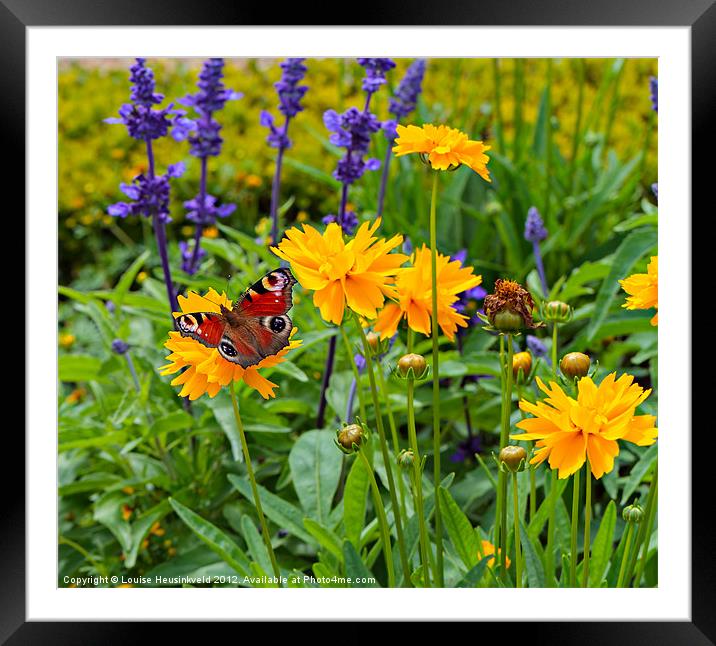 European Peacock Butterfly Framed Mounted Print by Louise Heusinkveld