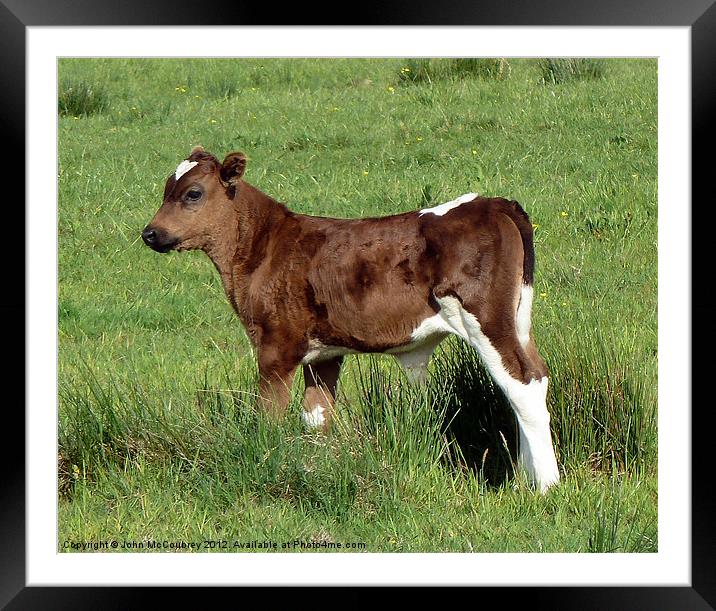 Young Calf Framed Mounted Print by John McCoubrey
