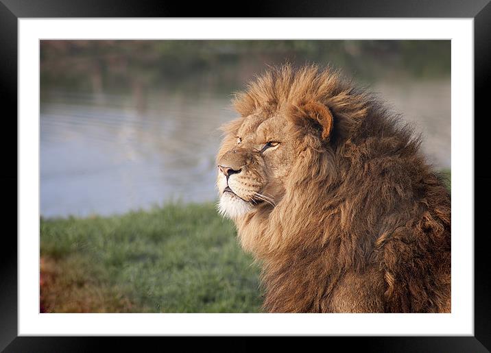 Gazing Lion Framed Mounted Print by Craig Mansell