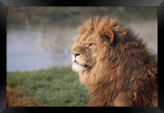 Gazing Lion Framed Print by Craig Mansell
