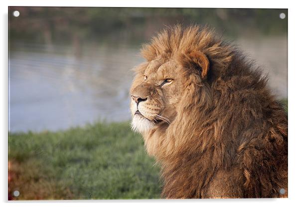 Gazing Lion Acrylic by Craig Mansell