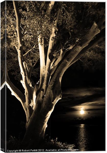 Sepia Ficus tree and moonlight Canvas Print by Robert Pettitt