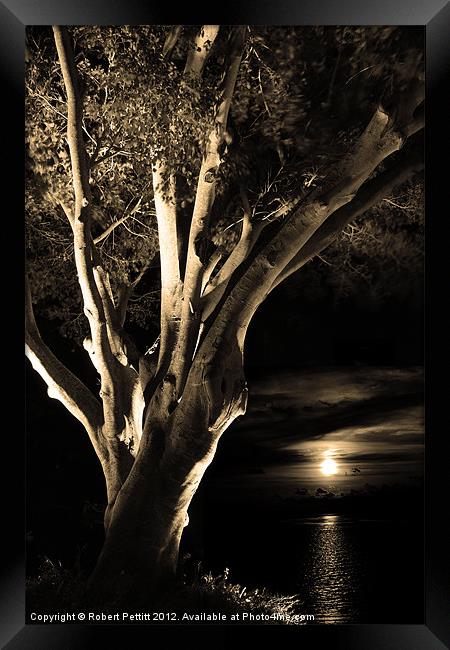 Sepia Ficus tree and moonlight Framed Print by Robert Pettitt
