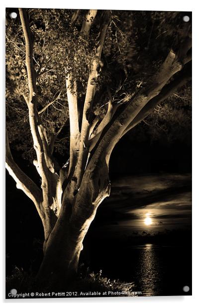 Sepia Ficus tree and moonlight Acrylic by Robert Pettitt