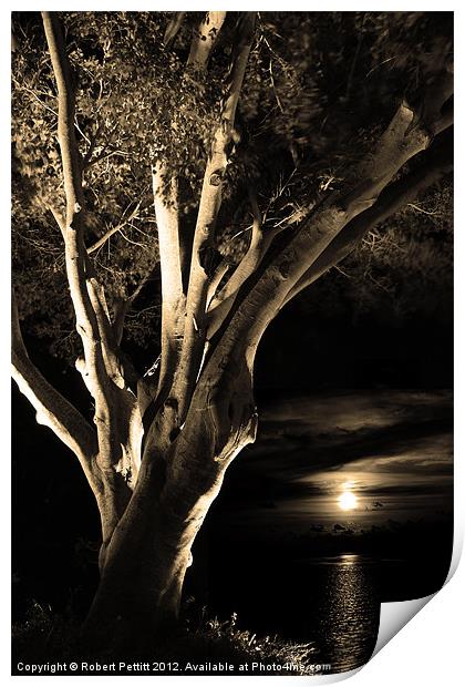 Sepia Ficus tree and moonlight Print by Robert Pettitt