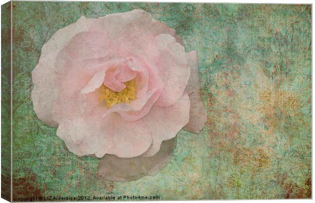 English Rose Canvas Print by LIZ Alderdice