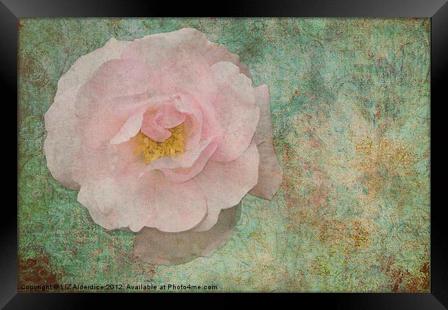 English Rose Framed Print by LIZ Alderdice
