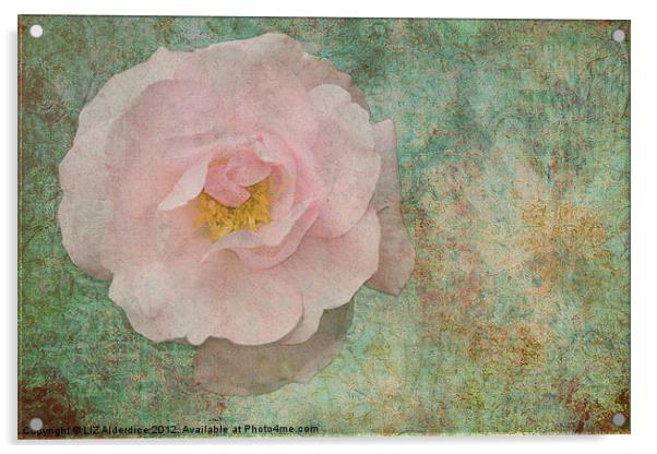 English Rose Acrylic by LIZ Alderdice