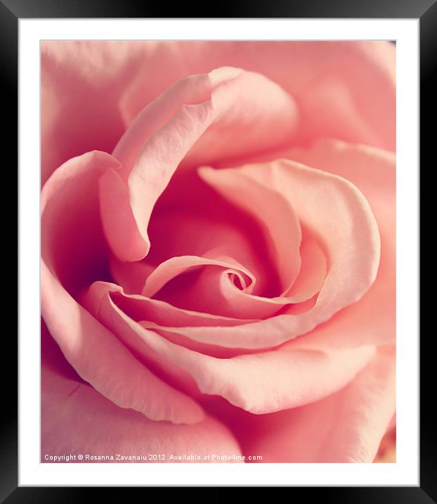 Tranquility Rose. Framed Mounted Print by Rosanna Zavanaiu