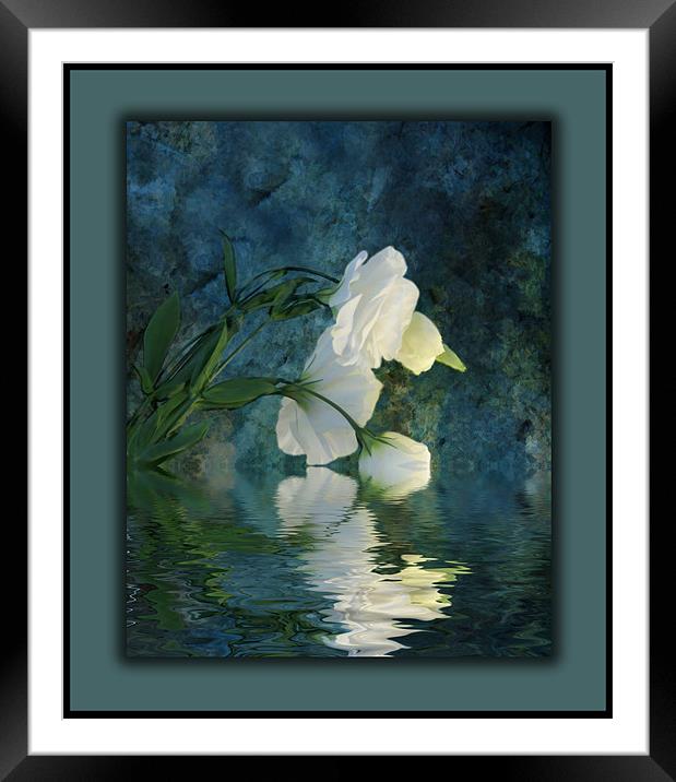 A Passion For Flowers Framed Mounted Print by Debra Kelday