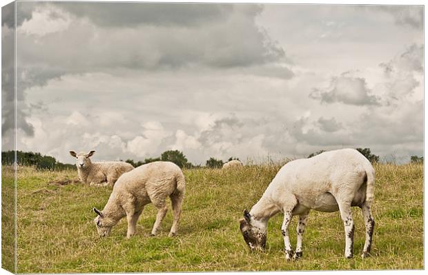 Let Sleeping lambs lie Canvas Print by Dawn Cox