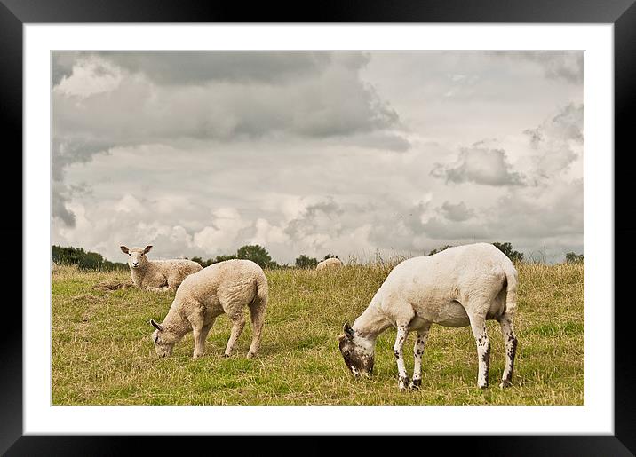 Let Sleeping lambs lie Framed Mounted Print by Dawn Cox