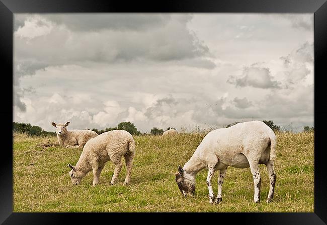 Let Sleeping lambs lie Framed Print by Dawn Cox