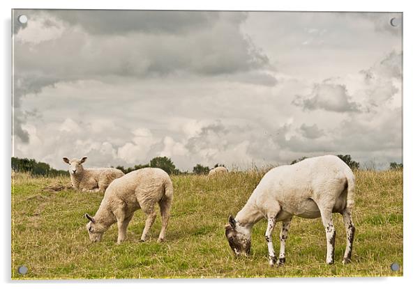 Let Sleeping lambs lie Acrylic by Dawn Cox