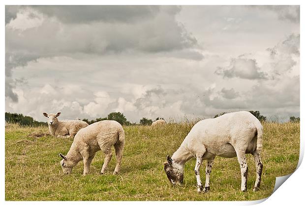 Let Sleeping lambs lie Print by Dawn Cox