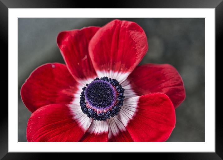 Red and White Poppy Framed Mounted Print by Steve Purnell