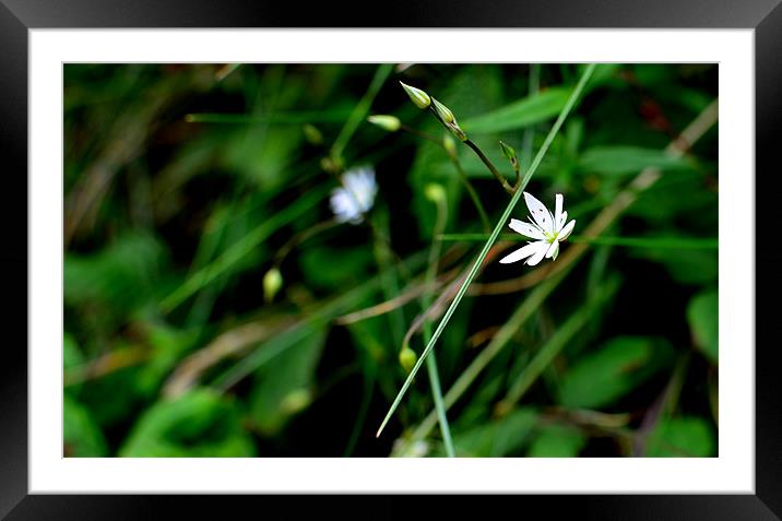 White Flower Framed Mounted Print by barbara walsh