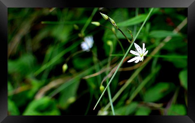 White Flower Framed Print by barbara walsh