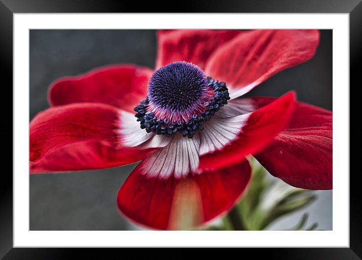 Red and White Poppy 2 Framed Mounted Print by Steve Purnell