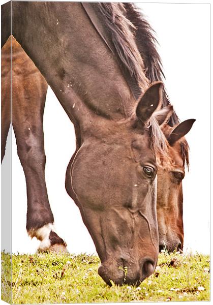 Out to Pasture Canvas Print by Dawn Cox