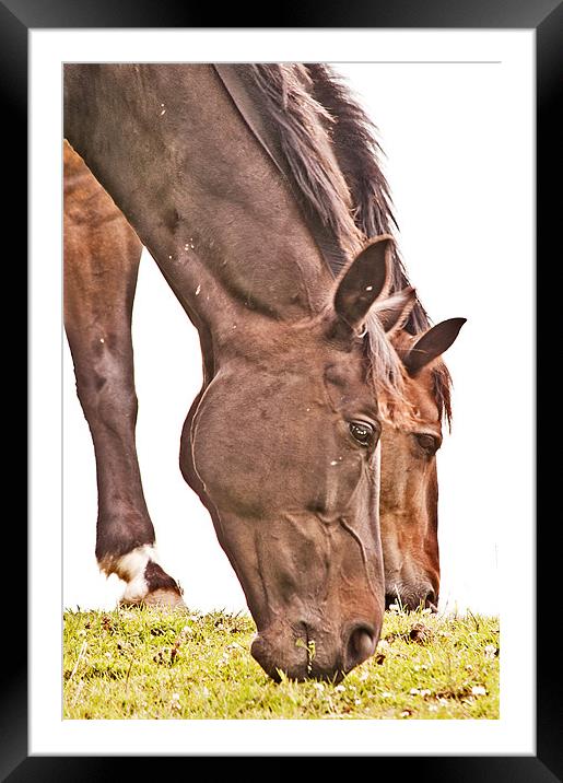 Out to Pasture Framed Mounted Print by Dawn Cox