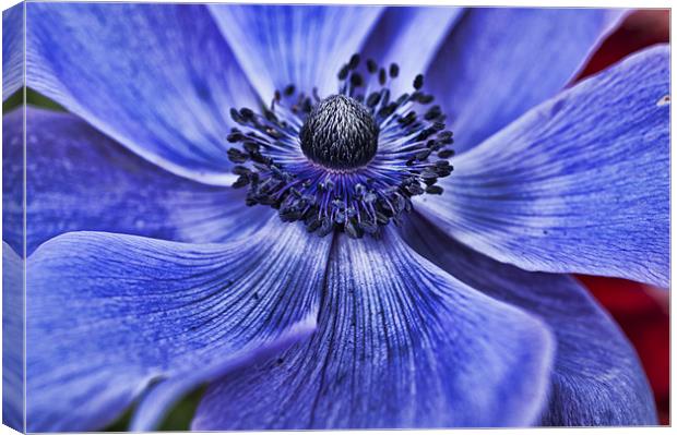 Blue Purple Poppy Canvas Print by Steve Purnell