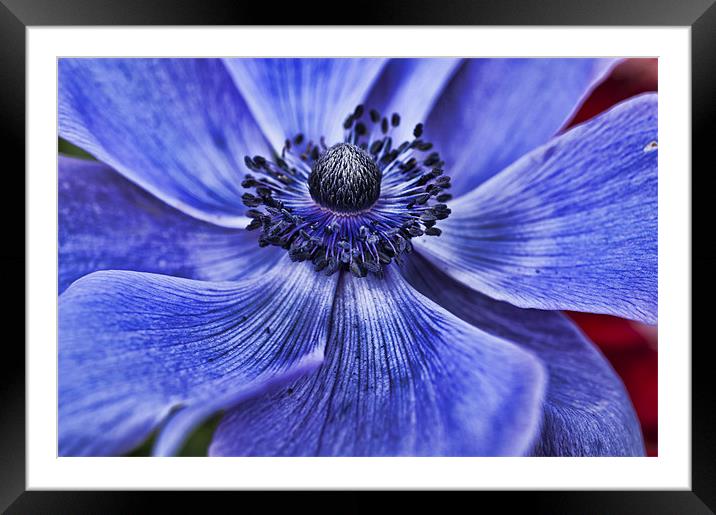 Blue Purple Poppy Framed Mounted Print by Steve Purnell