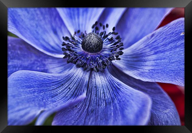 Blue Purple Poppy Framed Print by Steve Purnell