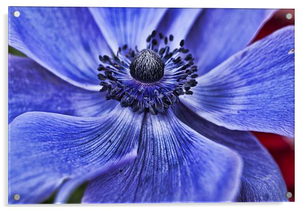 Blue Purple Poppy Acrylic by Steve Purnell