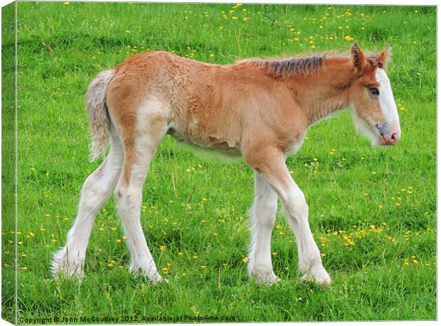 Shire Horse Foal Standing Canvas Print by John McCoubrey
