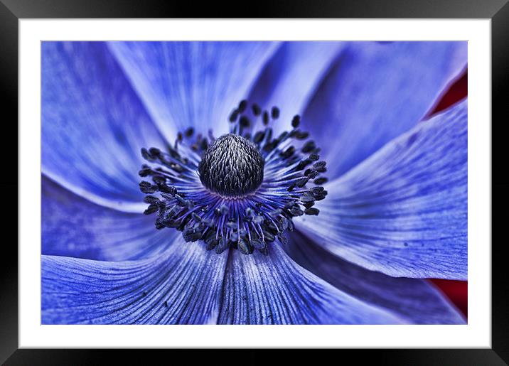 Blue Purple Poppy 2 Framed Mounted Print by Steve Purnell