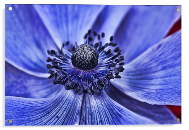 Blue Purple Poppy 2 Acrylic by Steve Purnell