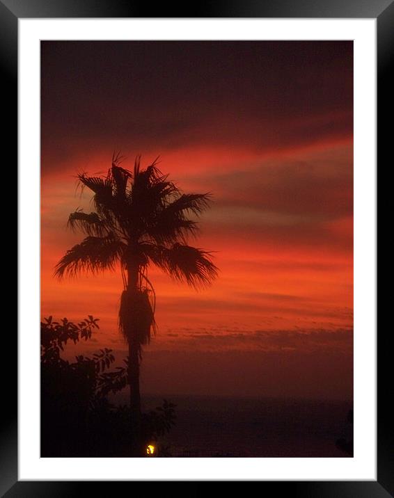 Palm tree at sunset Framed Mounted Print by Marcela Mikowski