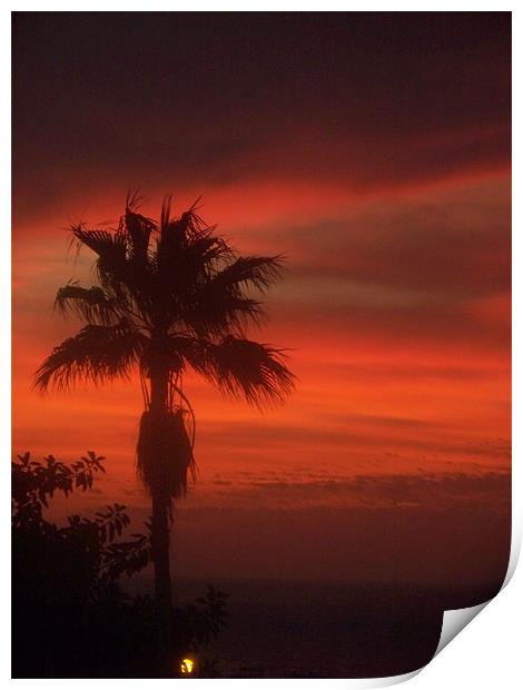 Palm tree at sunset Print by Marcela Mikowski