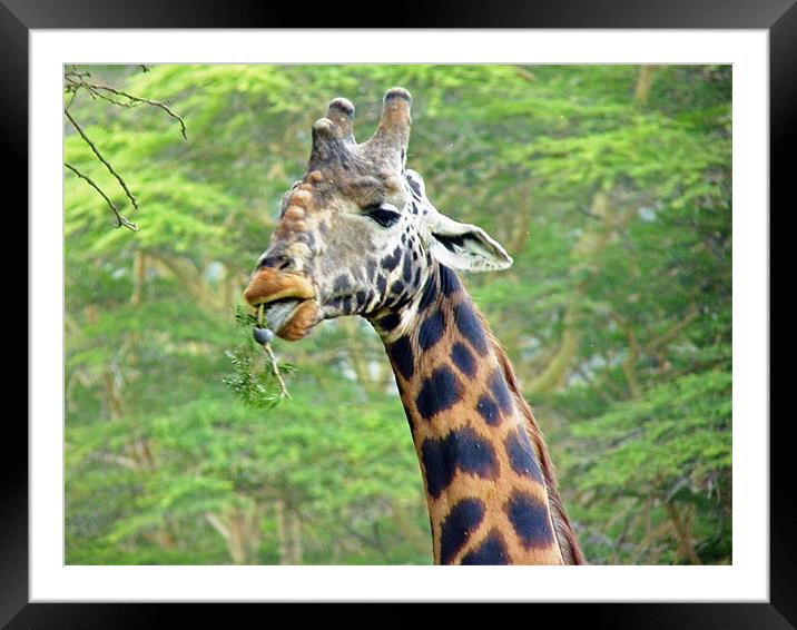 Masai Giraffe Framed Mounted Print by Tony Murtagh