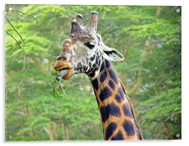 Masai Giraffe Acrylic by Tony Murtagh