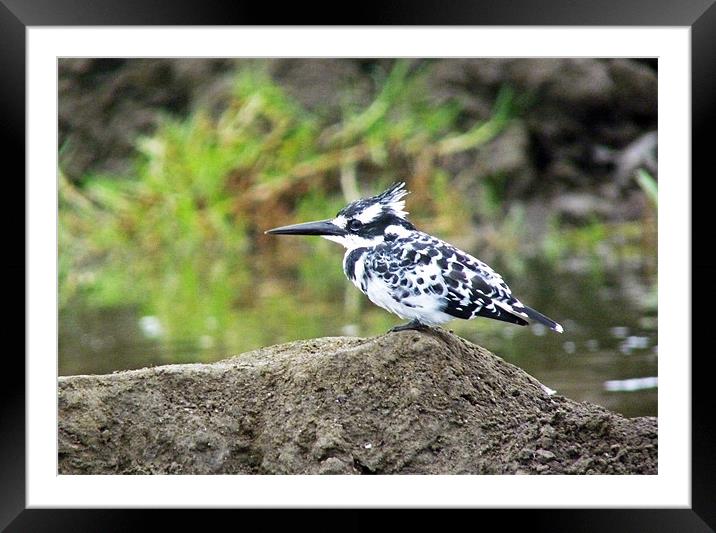 Pied Kingfisher Framed Mounted Print by Tony Murtagh