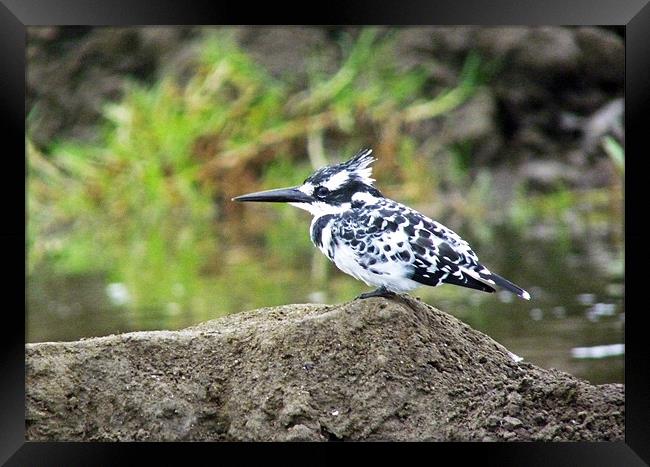 Pied Kingfisher Framed Print by Tony Murtagh