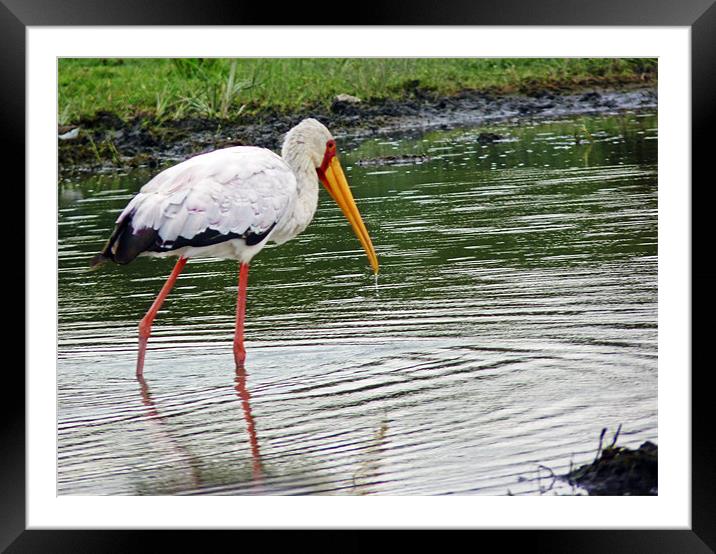 Yellow billed Stork Framed Mounted Print by Tony Murtagh