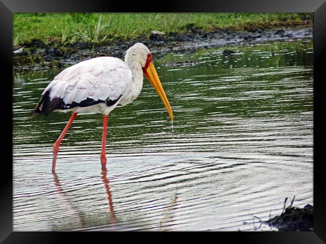 Yellow billed Stork Framed Print by Tony Murtagh