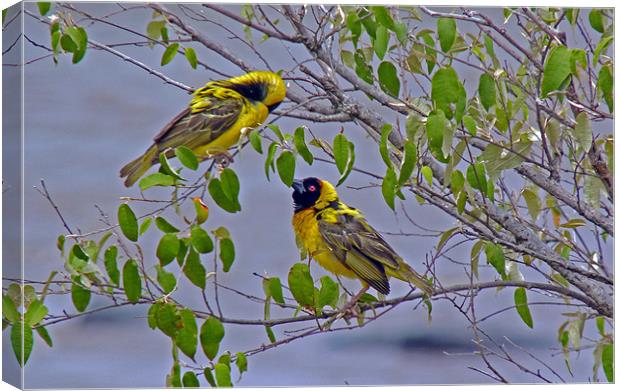 Lesser Masked Weaver Canvas Print by Tony Murtagh