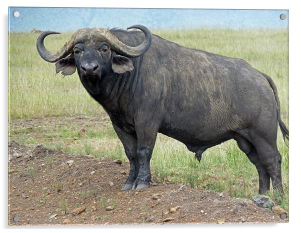 Cape Buffalo Acrylic by Tony Murtagh