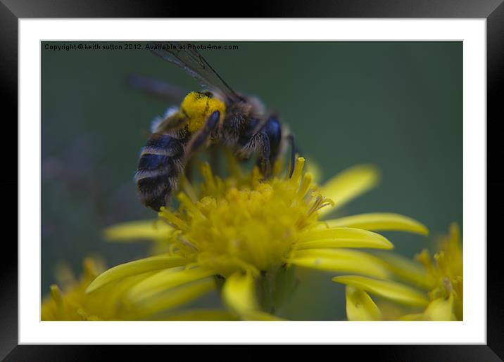 Mr honey bee Framed Mounted Print by keith sutton