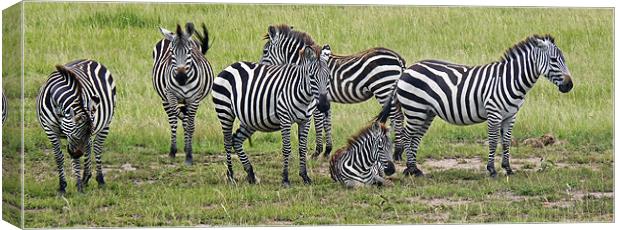 Gathering of Barcodes Canvas Print by Tony Murtagh