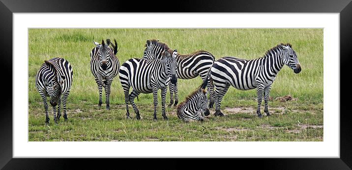 Gathering of Barcodes Framed Mounted Print by Tony Murtagh