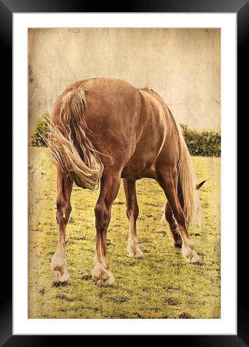 Flicker Framed Mounted Print by Dawn Cox