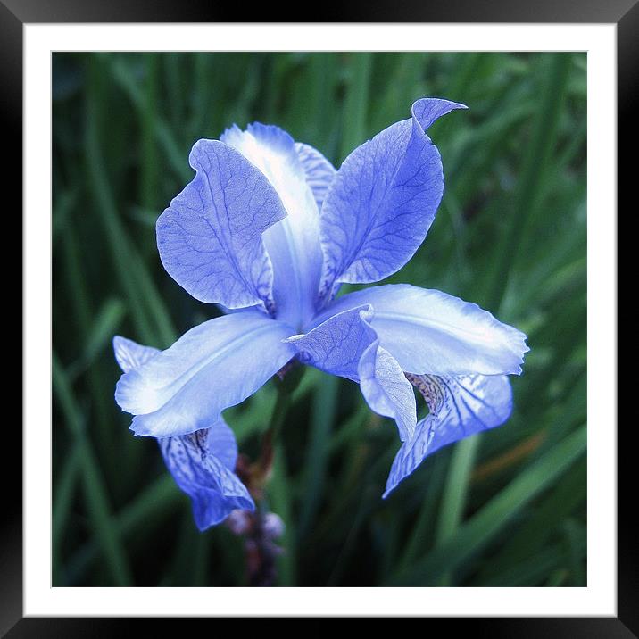 Scottish wildflower - iris Framed Mounted Print by Jo Smith