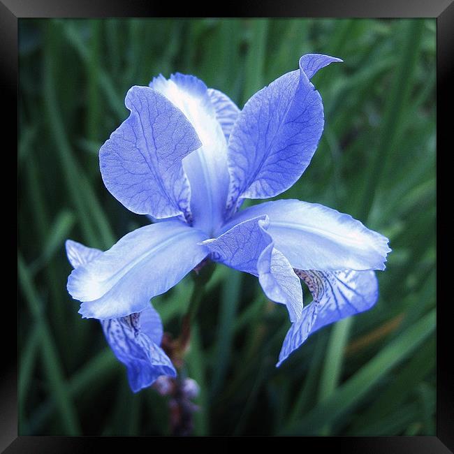 Scottish wildflower - iris Framed Print by Jo Smith